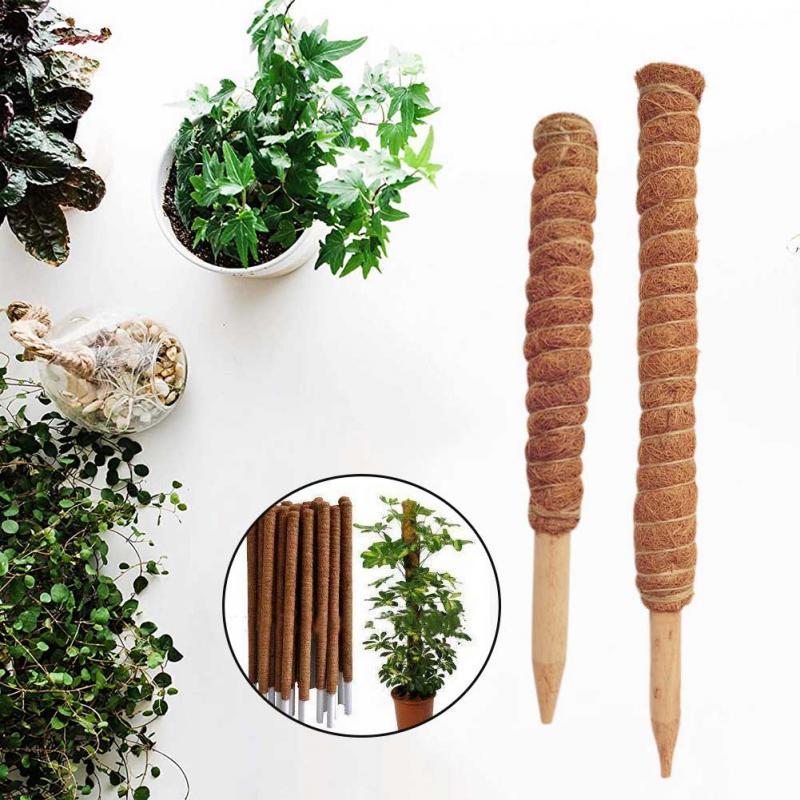 Monstera Thai Constellation - 1Pc 30/50cm Plant Climbing Coir Totem