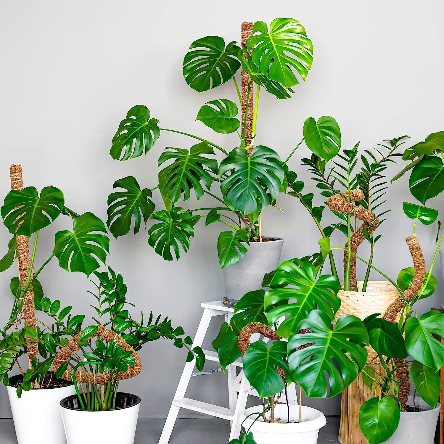 1pc Moss Pole for Plants Monst - Monstera Thai Constellation ulasan dan harga