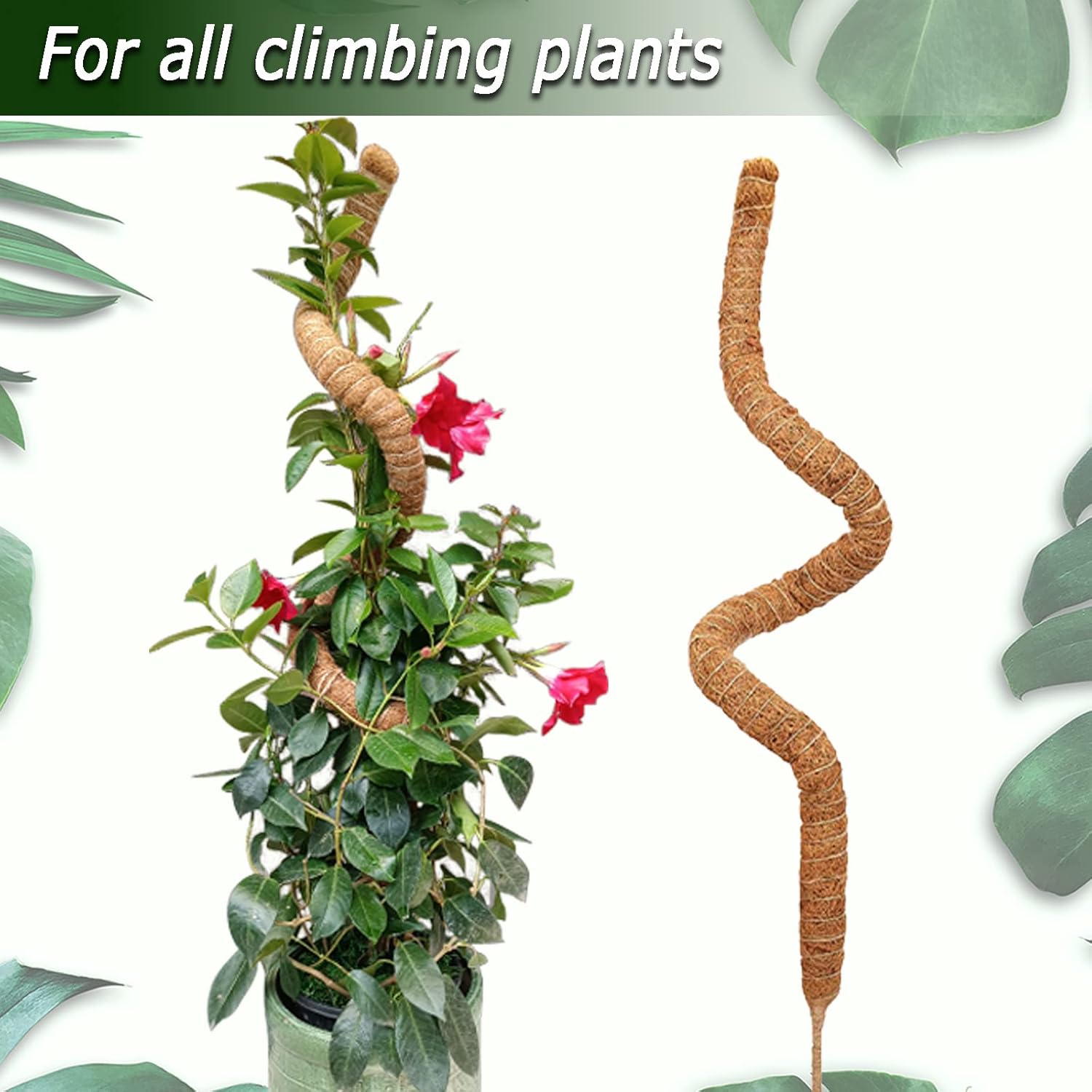 1pc Moss Pole for Plants Monst - Monstera Thai Constellation ulasan dan harga