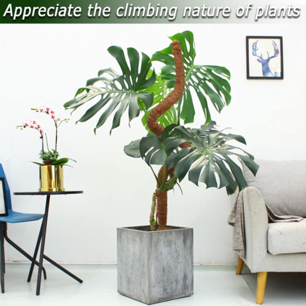 30-100cm Bendable Plants Climb - Monstera Thai Constellation ulasan dan harga