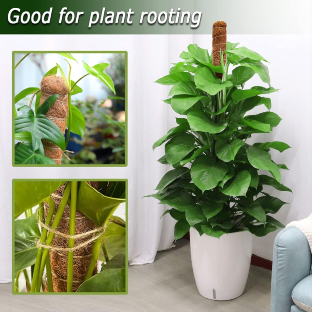 30-100cm Bendable Plants Climb - Monstera Thai Constellation ulasan dan harga