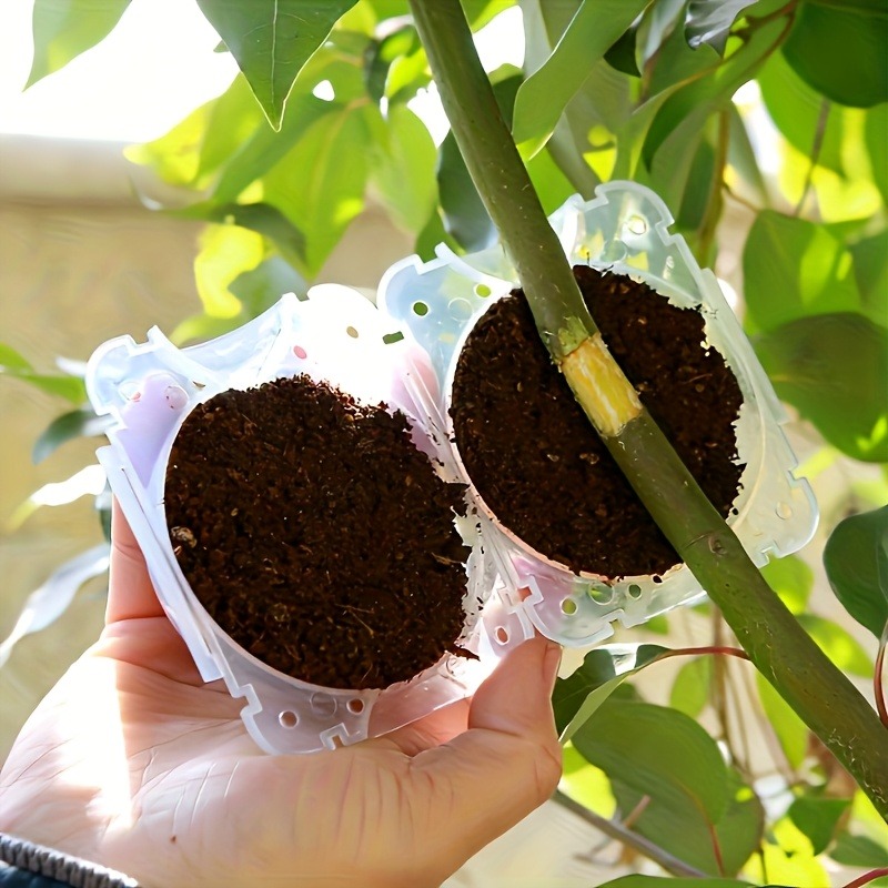 10pcs Plant Propagation Box Se - Plant Parents ulasan dan harga