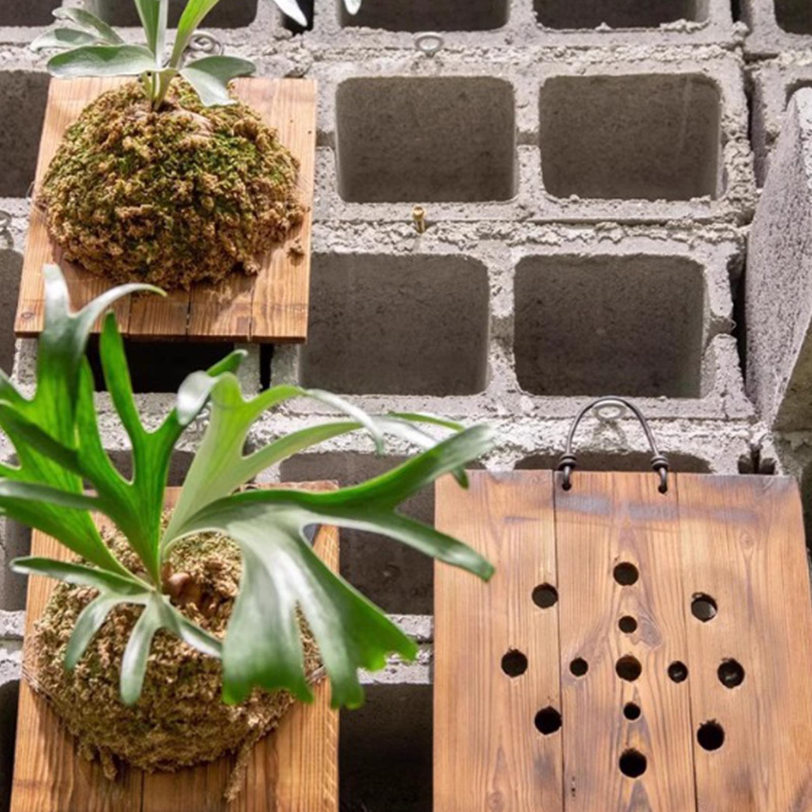Staghorn Fern Wall Mount Board - Plant Parents ulasan dan harga