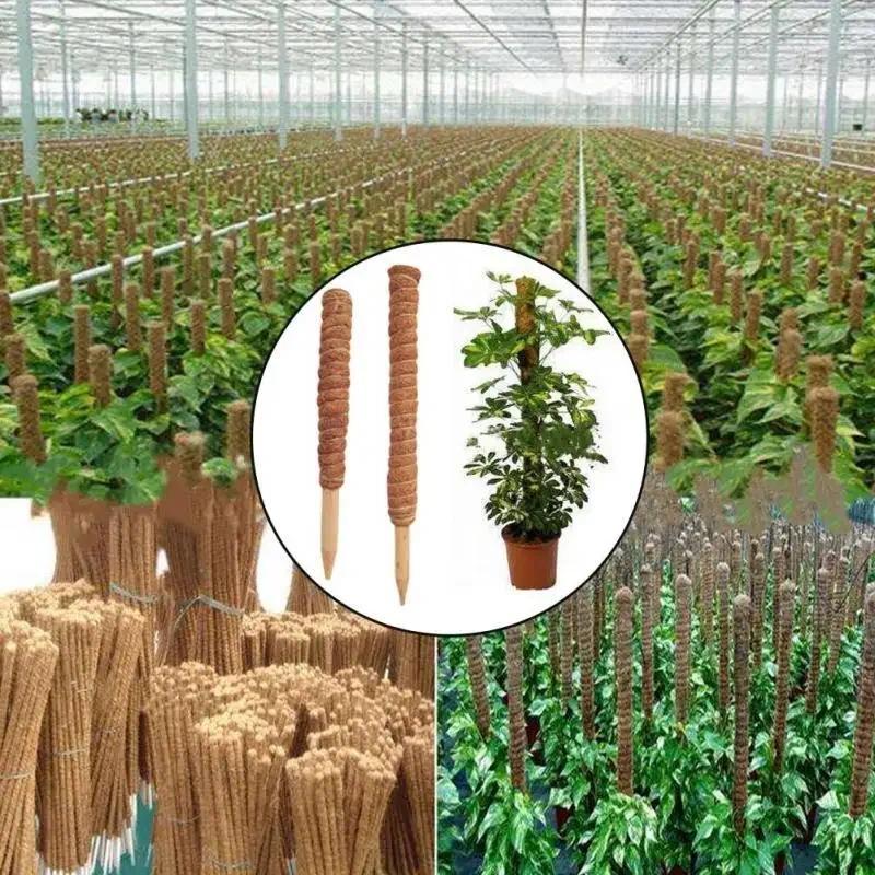 1Pc 30/50cm Plant Climbing Coi - Monstera Thai Constellation ulasan dan harga